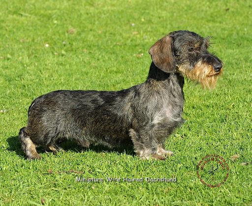 Dachshund 8R023D-08.JPG